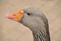 Goose