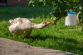 Goose. Poultry farm. Photo of a bird outdoors