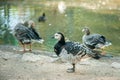 Goose on a poultry farm