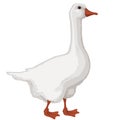 Goose.Poultry yard.Funny white geese.