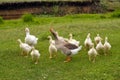 Goose protects his family. A family of geese on a walk Royalty Free Stock Photo