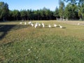 Goose in Quebec. Canada, north America.