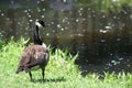 Goose in Quebec. Canada, north America.