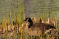 Goose in the reeds