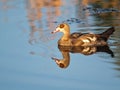 Goose and reflection in blue colors