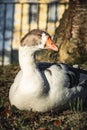 Goose resting on grass Royalty Free Stock Photo
