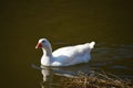 Goose on river Berounka