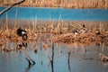 Goose rustling its feathers next to a mallard duck next in a wetlands lake