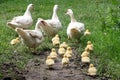 A goose's family