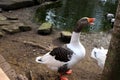 a goose scolds while standing Royalty Free Stock Photo