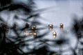 Pond geese seen through a reed curtain