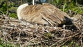 A goose sitting on her nest