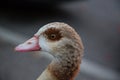 Goose sitting on a street in luxemburg