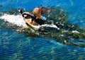 Goose skimming water Royalty Free Stock Photo