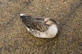 Goose sleeping in Hyde Park Royalty Free Stock Photo