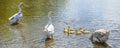 A goose with small goslings swims on the water near the shore Royalty Free Stock Photo