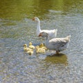 A goose with small goslings swims on the water near the shore Royalty Free Stock Photo