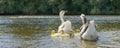 A goose with small goslings swims on the water near the shore Royalty Free Stock Photo