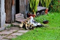 Goose with small pretty fluffy gooses