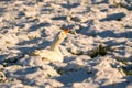 Goose in the snow