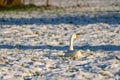 Goose in the snow