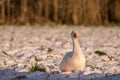 Goose in the snow