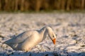 Goose in the snow