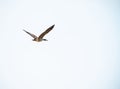 Goose soaring through a cloudy sky.