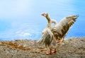 Goose with spread wings, preparing to take off, on the bay of the Aegean Sea, on the background of another goose and sun glare on