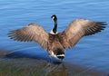 Goose Royalty Free Stock Photo