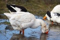 goose spring feeding lake.