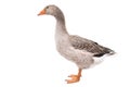 Goose standing isolated on white background Royalty Free Stock Photo