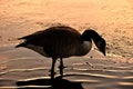 Goose standing in pond , silhouette. Royalty Free Stock Photo