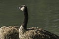 Goose standing in Prince`s Island Park water Royalty Free Stock Photo