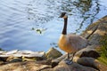 Goose standing at waters edge on a log Royalty Free Stock Photo