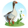 Goose stands on a meadow with flowers. Waterfowl. Wildflowers. Chamomile. Vector