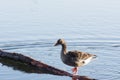 Goose stands on a tree stem