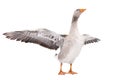 Goose stands with wings spread