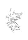 Goose and swan, drawing, continuous line with watercolor touch Royalty Free Stock Photo