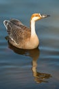 The goose Swan goose is a dry-crested man swimming in the water