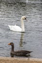 Goose and swan in Hyde Park Royalty Free Stock Photo