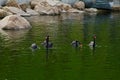 Goose swim in the lake Royalty Free Stock Photo