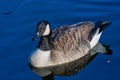 Goose swimming around on a lake