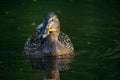 Goose swimming in a lake alone Royalty Free Stock Photo