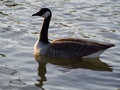 A goose swimming left on a lake