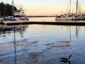 A goose swimming in a marina at sundown in Nanaimo, Canada