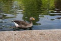 Goose swimming in the park in London Royalty Free Stock Photo