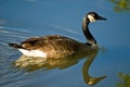 Goose swimming on pond