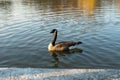 Goose swimming in a pond at sunset with water reflecting sunlight Royalty Free Stock Photo