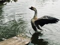 Goose takeoff in Pond